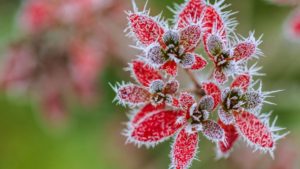 Winter plants