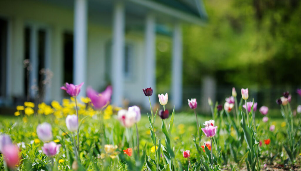 Spring flowers