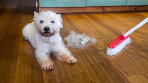 Dog on hardwood floor