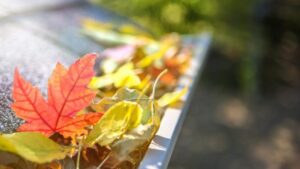 Leaves in gutter