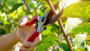 Prune plants