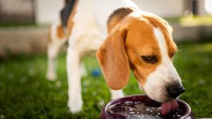 Dog drinking water