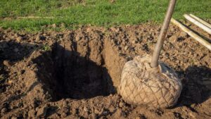 Transplanting a tree