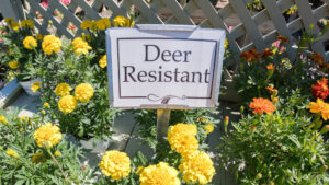 Deer resistant plants