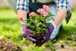 Planting rose bush