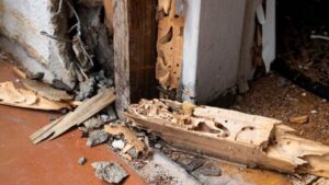 termite damage